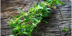 خواص مرزه خیراندیش در طب سنتی برای مردان و زنان