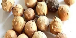 خواص مازو خیراندیش در طب سنتی برای مردان و زنان