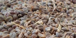 خواص میتخم خیراندیش در طب سنتی برای زنان و مردان