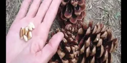 خواص میوه کاج خیراندیش در طب سنتی برای مردان و زنان
