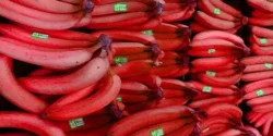 خواص موز قرمز خیراندیش در طب سنتی برای مردان و زنان