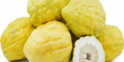 خواص بالنگ خیراندیش در طب سنتی برای مردان و زنان
