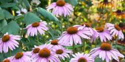 خواص اکیناسه خیراندیش در طب سنتی برای مردان و زنان