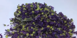 خواص پنیرک خیراندیش در طب سنتی برای مردان و زنان