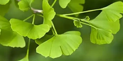 خواص پرسیاوشان خیراندیش در طب سنتی برای مردان و زنان