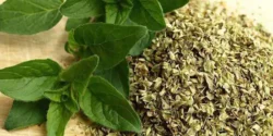 خواص پونه برای مردان و زنان در طب سنتی مدرن