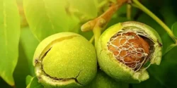 خواص پوست گردو خیراندیش در طب سنتی برای مردان و زنان