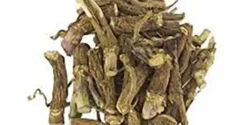 خواص ریشه قاصدک خیراندیش در طب سنتی برای مردان و زنان