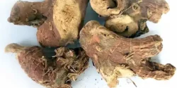 خواص ریشه جوز هندی خیراندیش در طب سنتی برای مردان و زنان
