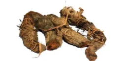 خواص ریشه زرشک خیراندیش در طب سنتی برای مردان و زنان