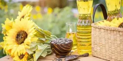 خواص روغن آفتابگردان خیراندیش در طب سنتی برای مردان و زنان