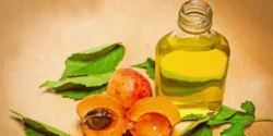 خواص روغن هسته زردآلو خیراندیش در طب سنتی برای مردان و زنان