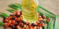 خواص روغن پالم خیراندیش در طب سنتی برای مردان و زنان