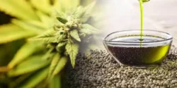 خواص روغن شاهدانه خیراندیش در طب سنتی برای مردان و زنان