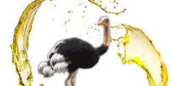 خواص روغن شترمرغ خیراندیش در طب سنتی برای مردان و زنان