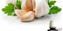 خواص روغن سیر خیراندیش در طب سنتی برای مردان و زنان