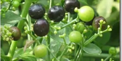 خواص روناس خیراندیش در طب سنتی برای مردان و زنان
