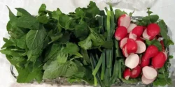 خواص سبزی خوردن خیراندیش در طب سنتی برای مردان و زنان