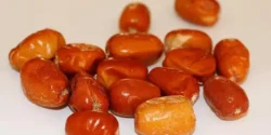 خواص سنجد خیراندیش در طب سنتی برای مردان و زنان