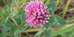 خواص شبدر قرمز خیراندیش در طب سنتی برای مردان و زنان