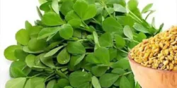 خواص شنبلیله خیراندیش در طب سنتی برای مردان و زنان