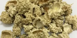 خواص شکر تیغال خیراندیش در طب سنتی برای مردان و زنان
