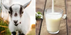 خواص شیر بز خیراندیش در طب سنتی برای مردان و زنان