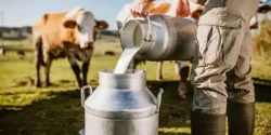 خواص شیر گاو خیراندیش در طب سنتی برای مردان و زنان
