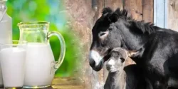 خواص شیر الاغ خیراندیش در طب سنتی برای مردان و زنان