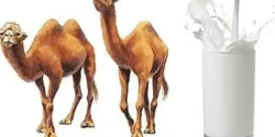 خواص شیر شتر خیراندیش در طب سنتی برای مردان و زنان