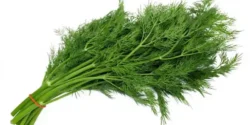 خواص شوید خیراندیش در طب سنتی برای مردان و زنان