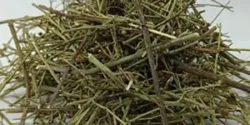 خواص سیم اوتی خیراندیش در طب سنتی برای مردان و زنان