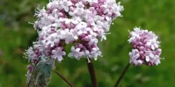 خواص سنبل الطیب خیراندیش در طب سنتی برای مردان و زنان