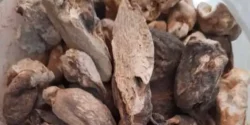 خواص سورنجان خیراندیش در طب سنتی برای مردان و زنان