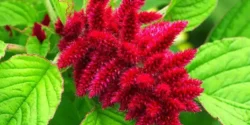 خواص تاج خروس خیراندیش در طب سنتی برای مردان و زنان