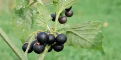 خواص تاجریزی خیراندیش در طب سنتی برای مردان و زنان
