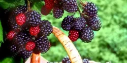 خواص تمشک خیراندیش در طب سنتی برای مردان و زنان