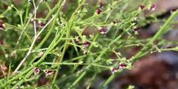 خواص تشنه داری خیراندیش در طب سنتی برای مردان و زنان