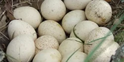 خواص تخم اردک خیراندیش در طب سنتی برای مردان و زنان
