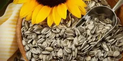 خواص تخمه آفتابگردان خیراندیش در طب سنتی برای مردان و زنان