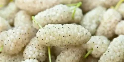 خواص توت خیراندیش در طب سنتی برای مردان و زنان