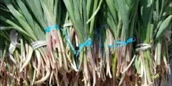 خواص والک خیراندیش در طب سنتی برای مردان و زنان