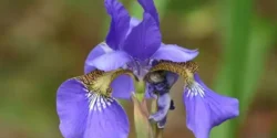 خواص زنبق خیراندیش در طب سنتی برای مردان و زنان