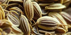 خواص زنیان خیراندیش در طب سنتی برای مردان و زنان