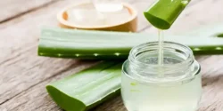 خواص ژل آلوئه ورا خیراندیش در طب سنتی برای مردان و زنان