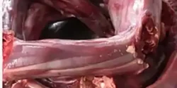 خواص گوشت دم شتر خیراندیش در طب سنتی برای مردان و زنان