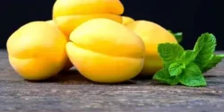 خواص زردآلو خیراندیش در طب سنتی برای مردان و زنان