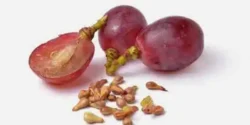 خواص هسته انگور برای مردان و زنان در طب سنتی مدرن