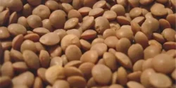 خواص عدس برای مردان و زنان در طی سنتی مدرن