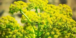 خواص آنغوزه برای مردان و زنان در طب سنتی مدرن